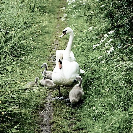 Duck Terrace With Gym Duckling Stays Kibworth Harcourt Buitenkant foto