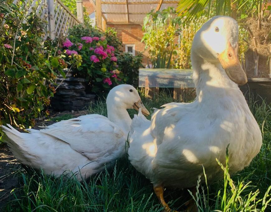 Duck Terrace With Gym Duckling Stays Kibworth Harcourt Buitenkant foto