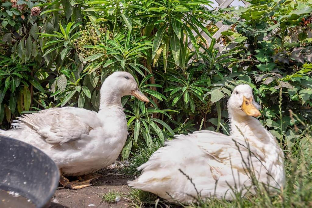 Duck Terrace With Gym Duckling Stays Kibworth Harcourt Buitenkant foto