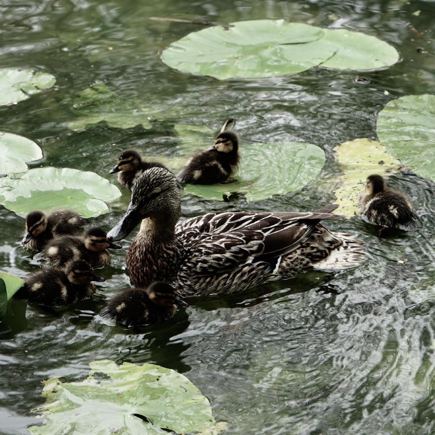 Duck Terrace With Gym Duckling Stays Kibworth Harcourt Buitenkant foto